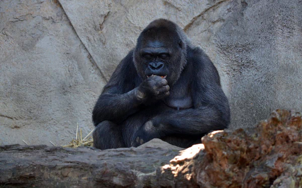  Female Gorilla at Taronga Zoo, Sydney, Australia