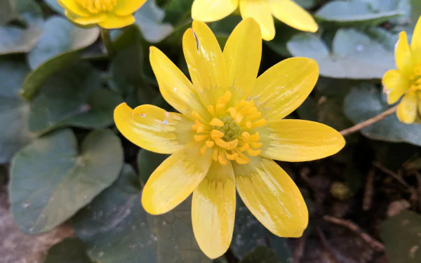  Lesser celandine