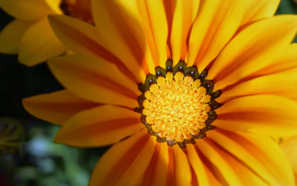  Yellow Gazania
