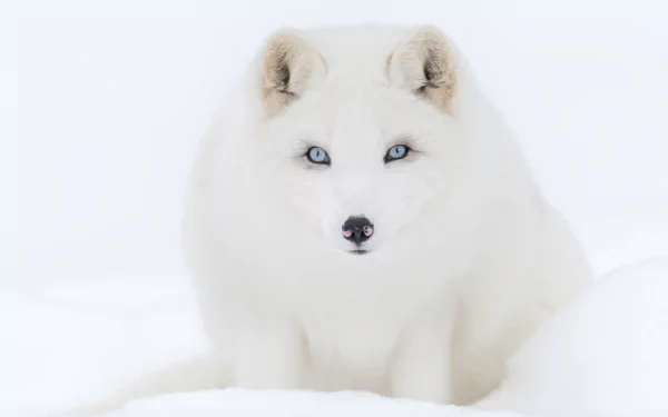 Snow-white arctic fox with striking blue eyes nestled in winter snow — 8K Ultra HD PC desktop wallpaper background.