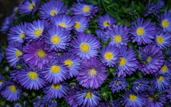  Purple Flowers