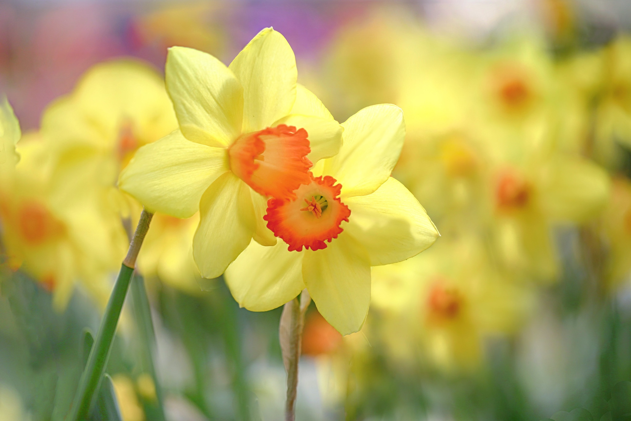 Daffodil Hd Wallpaper - vrogue.co