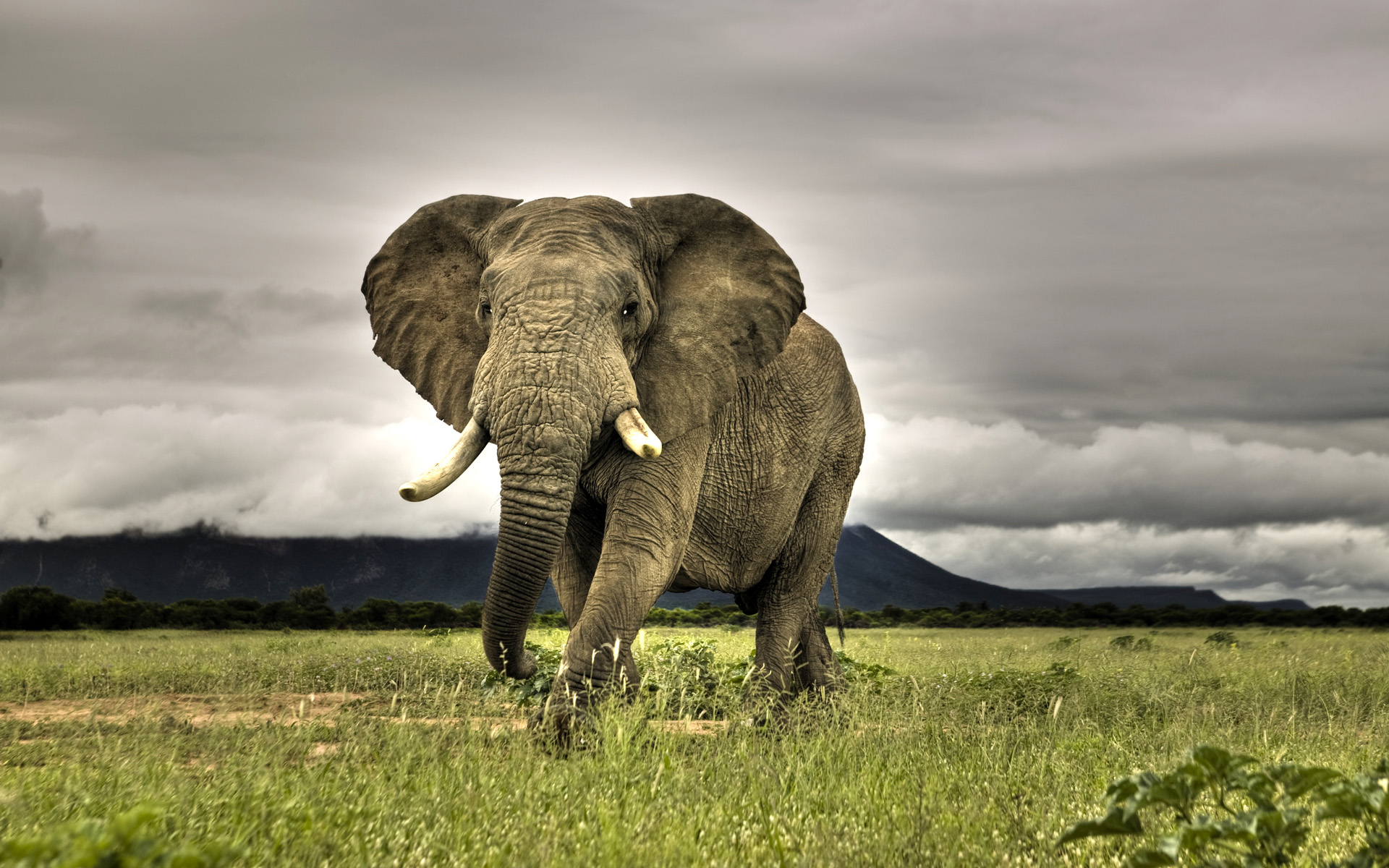 440+ African bush elephant HD Wallpapers and Backgrounds