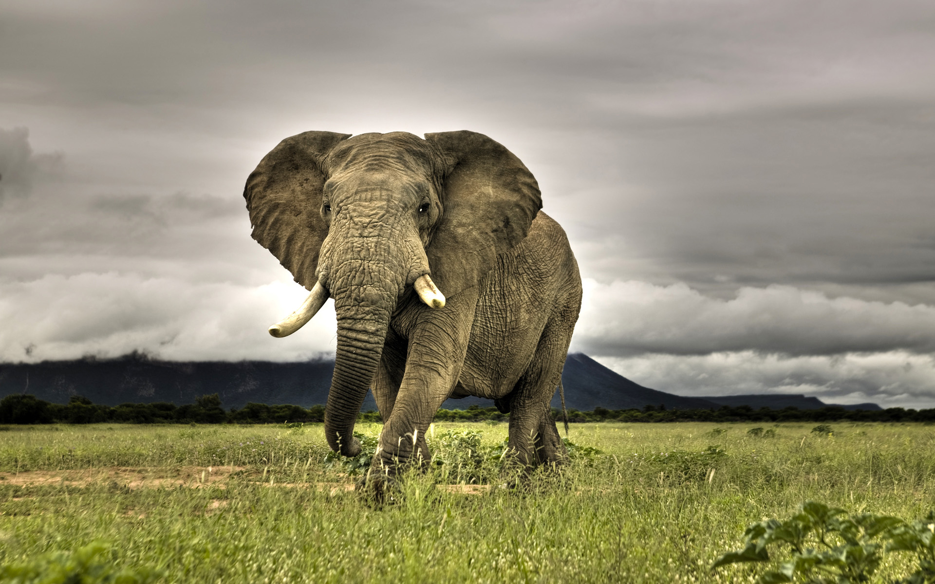 Animal African bush elephant HD Wallpaper | Background Image