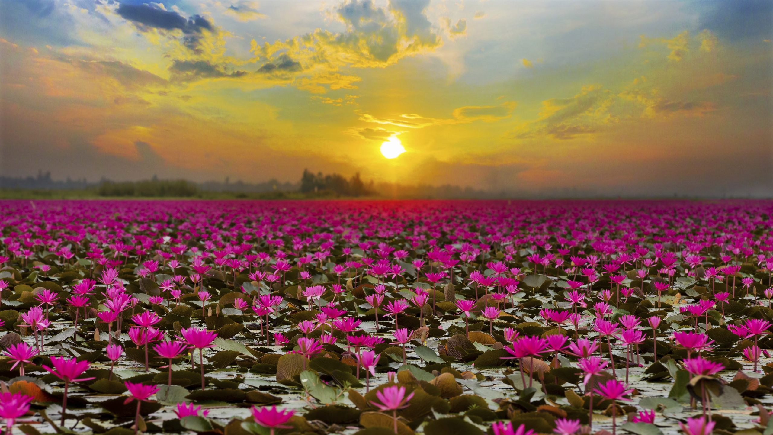 Download Sunset Pink Flower Flower Nature Lotus Hd Wallpaper 1419