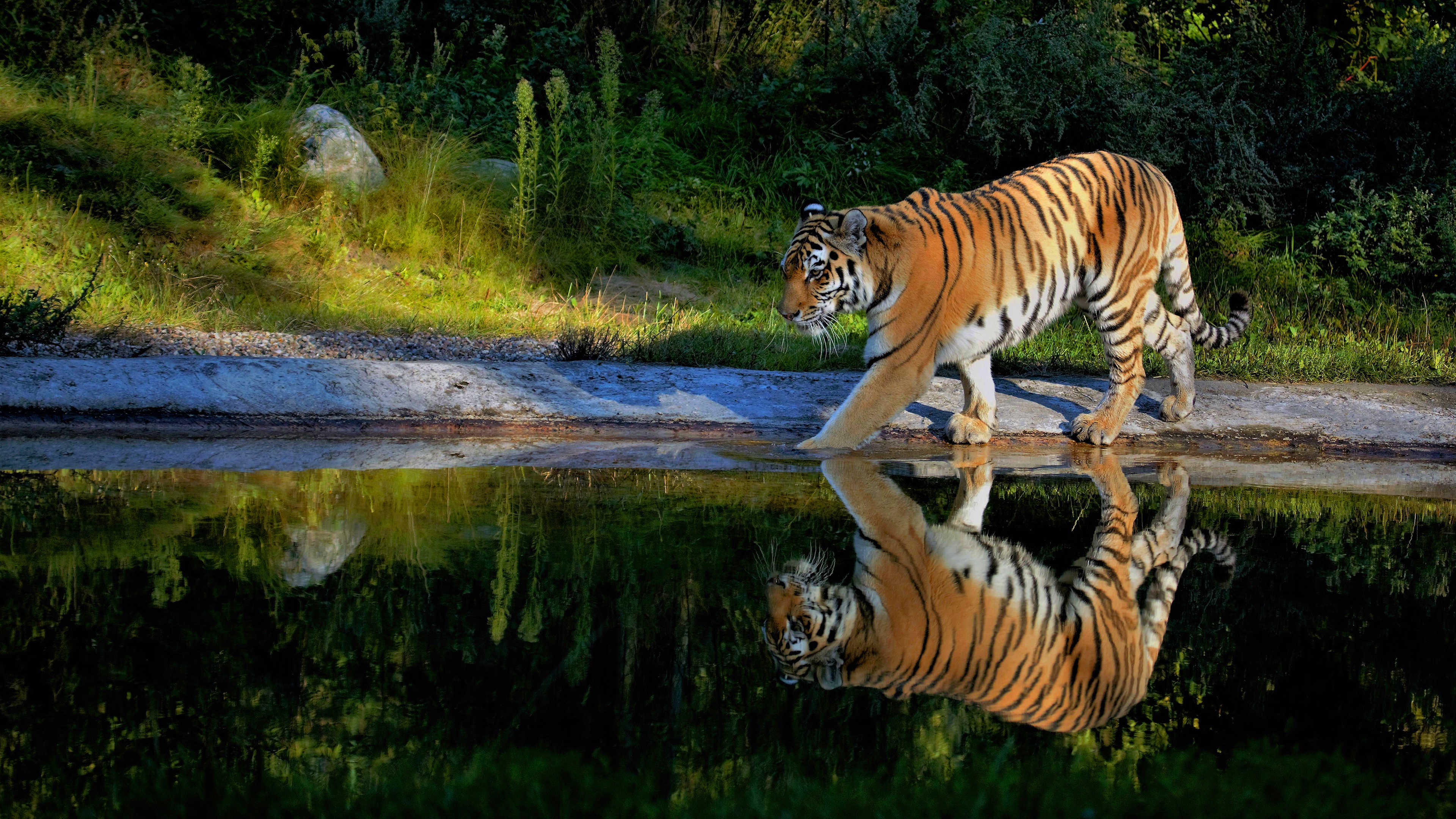 Бесплатные обои на телефон живые которые двигаются. Амурский тигр на реке Амур. Тигр в природе. Тигрица. Тигр обои.