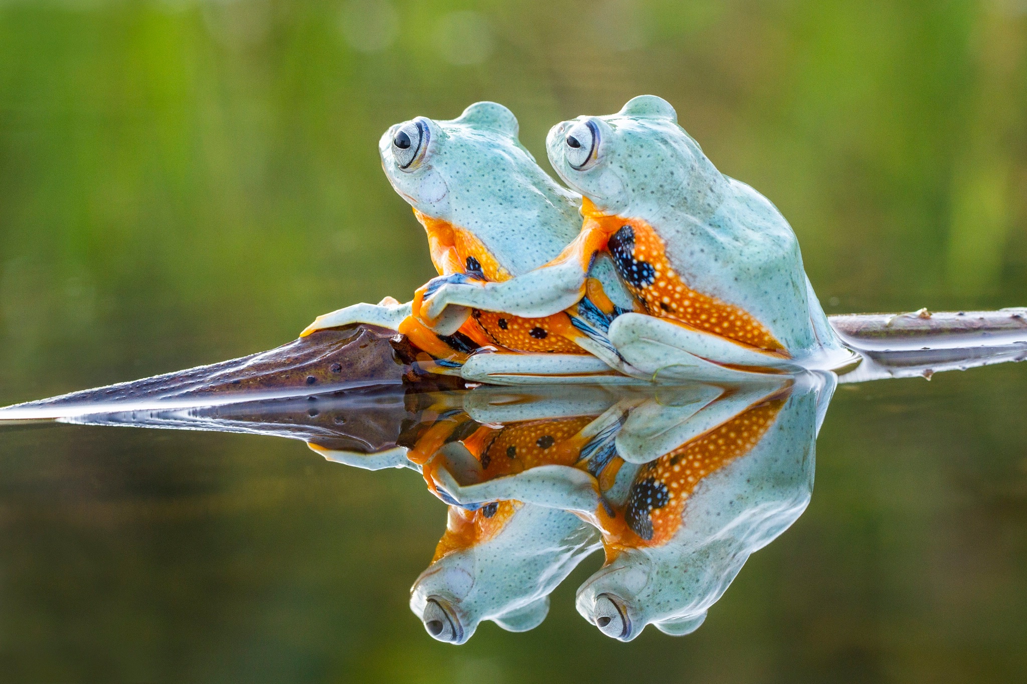 Animal Frog HD Wallpaper
