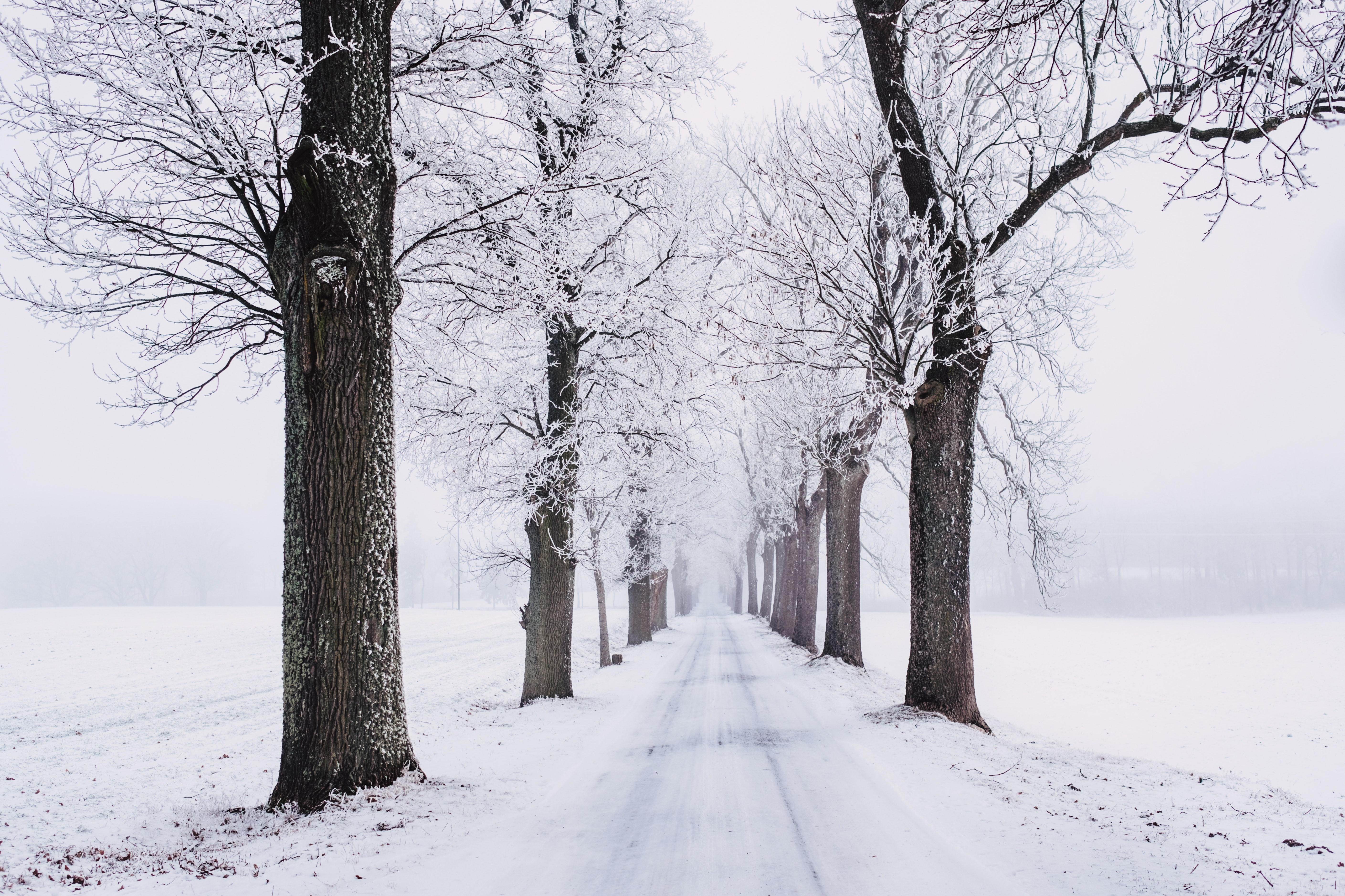 Download Snow Tree-lined Road Nature Winter 4k Ultra HD Wallpaper