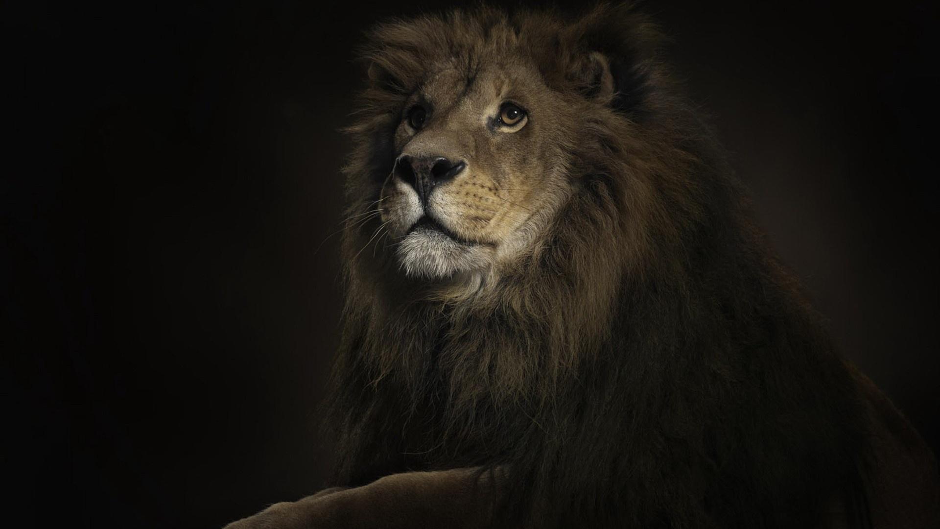 Regal lion standing proudly as the leader of the pride in a stunning high-definition desktop wallpaper.