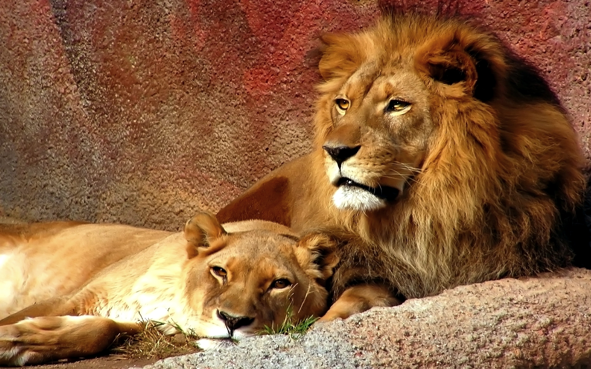 Majestic lioness in high definition desktop wallpaper