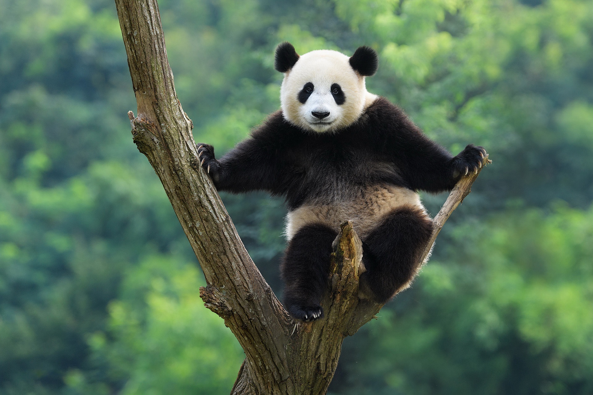 Panda Hd Images Free Download : Bing Image Of The Day | Bodenswasuee
