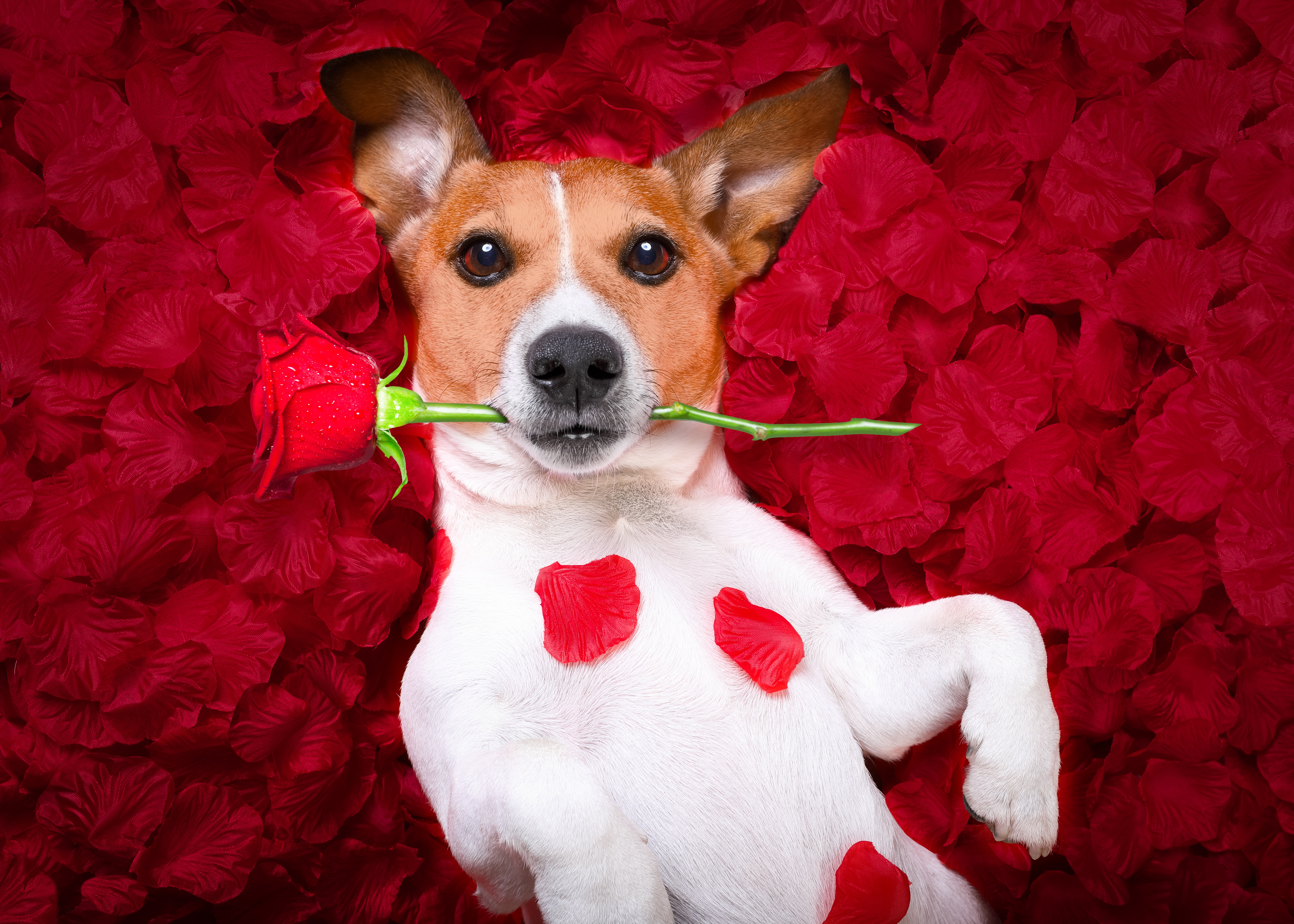 Animal Jack Russell Terrier 4k Ultra HD Wallpaper