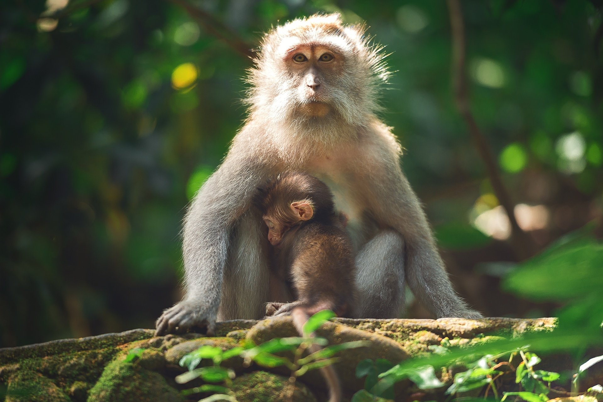 Download Primate Baby Animal Animal Monkey HD Wallpaper