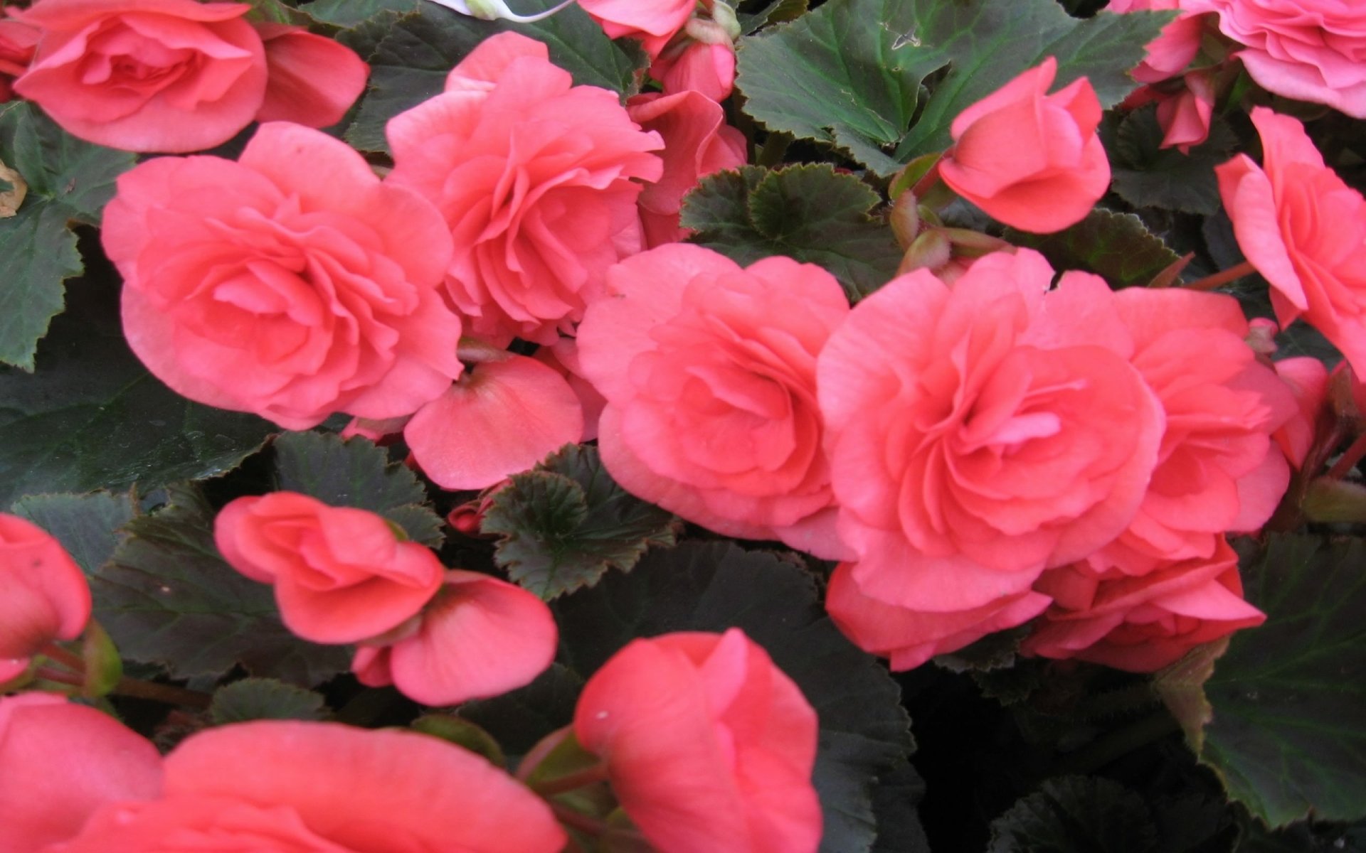 Download Nature Pink Flower Begonia Flower HD Wallpaper