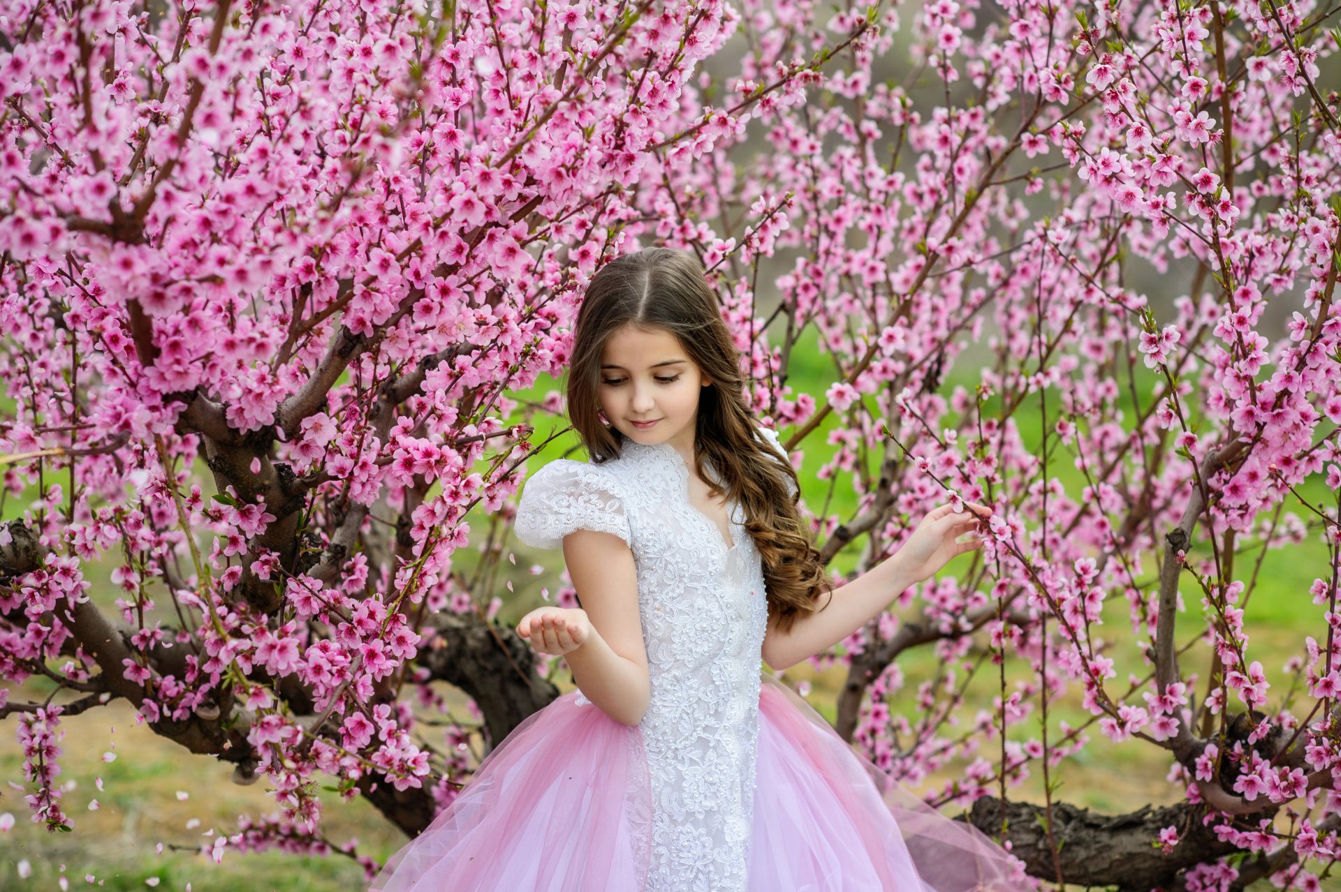 4000x2662 Little Girl among Cherry Blossoms Wallpaper Background Image. 