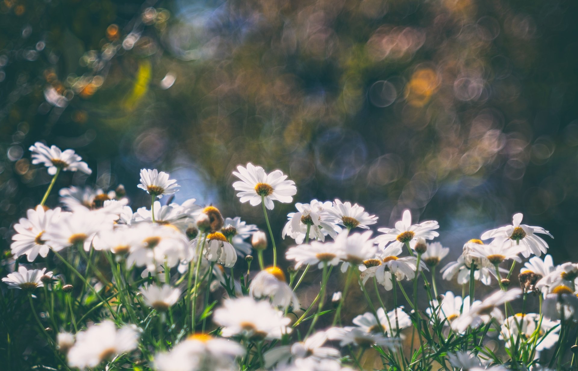Download White Flower Flower Bokeh Nature Daisy HD Wallpaper ...