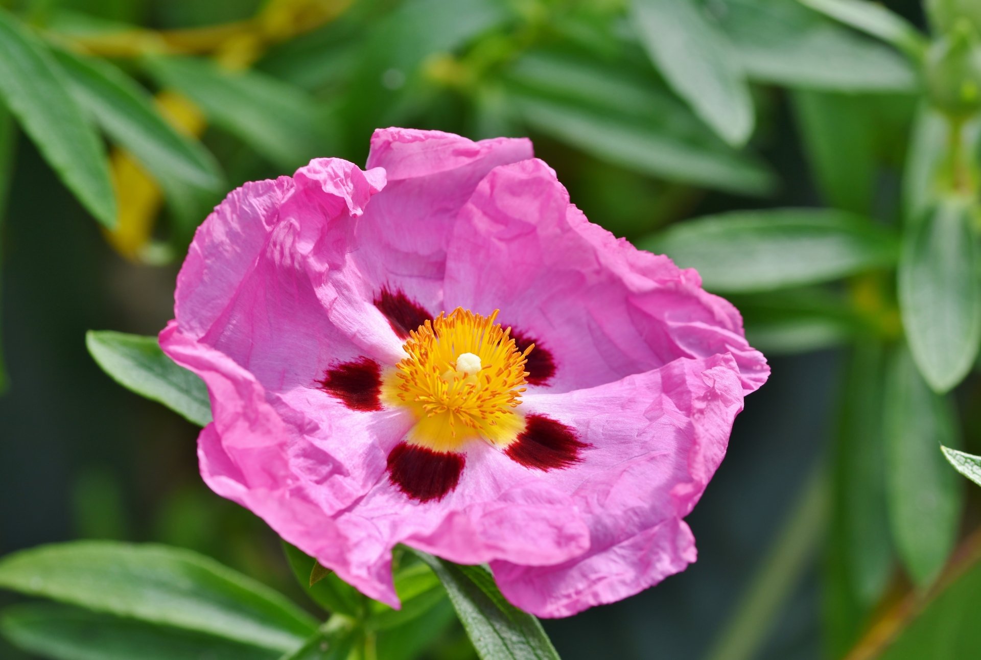 Download Nature Cistus Pink Flower Flower 4k Ultra HD Wallpaper by