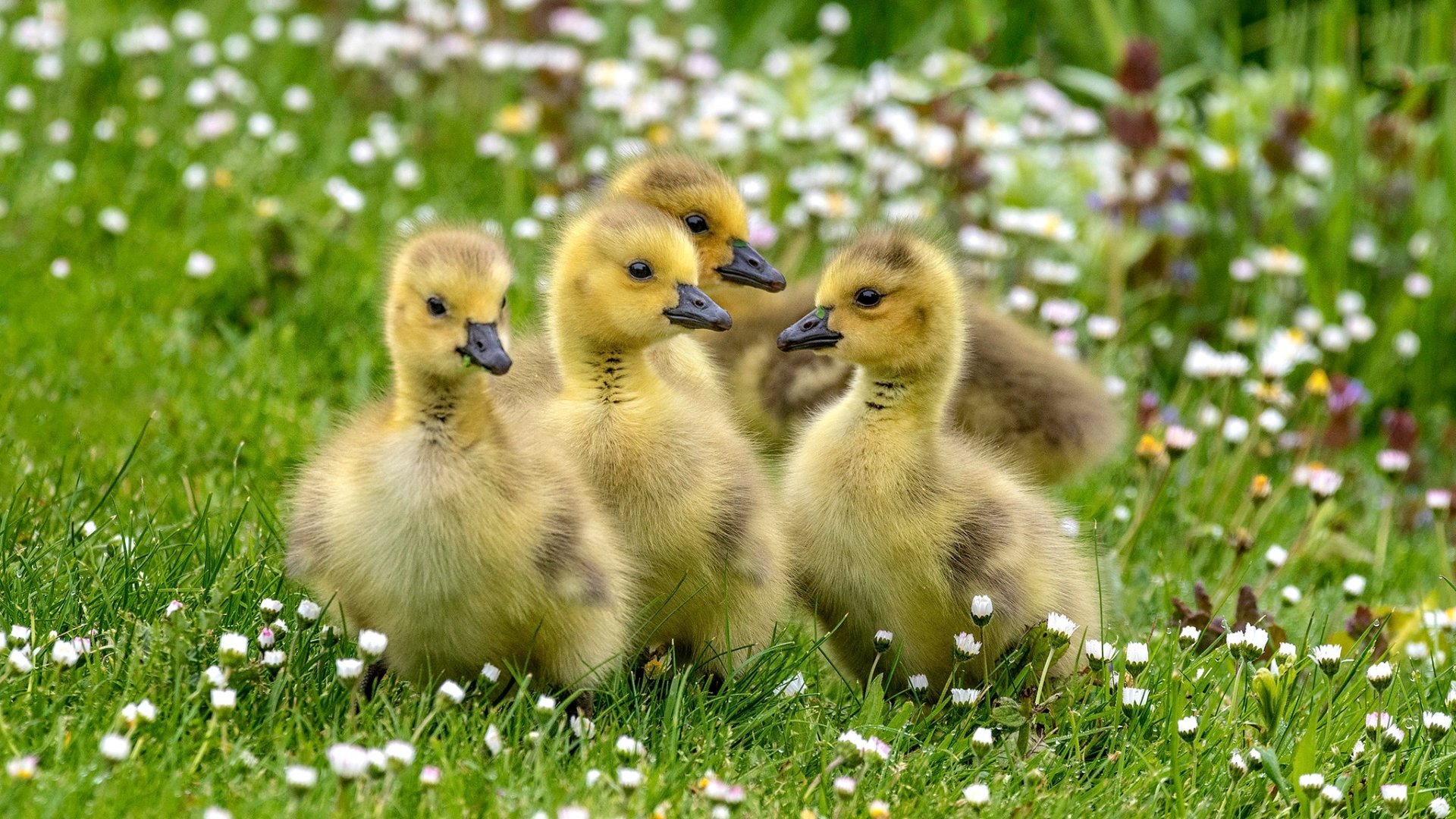 Download Bird Baby Animal Duckling Animal Duck HD Wallpaper