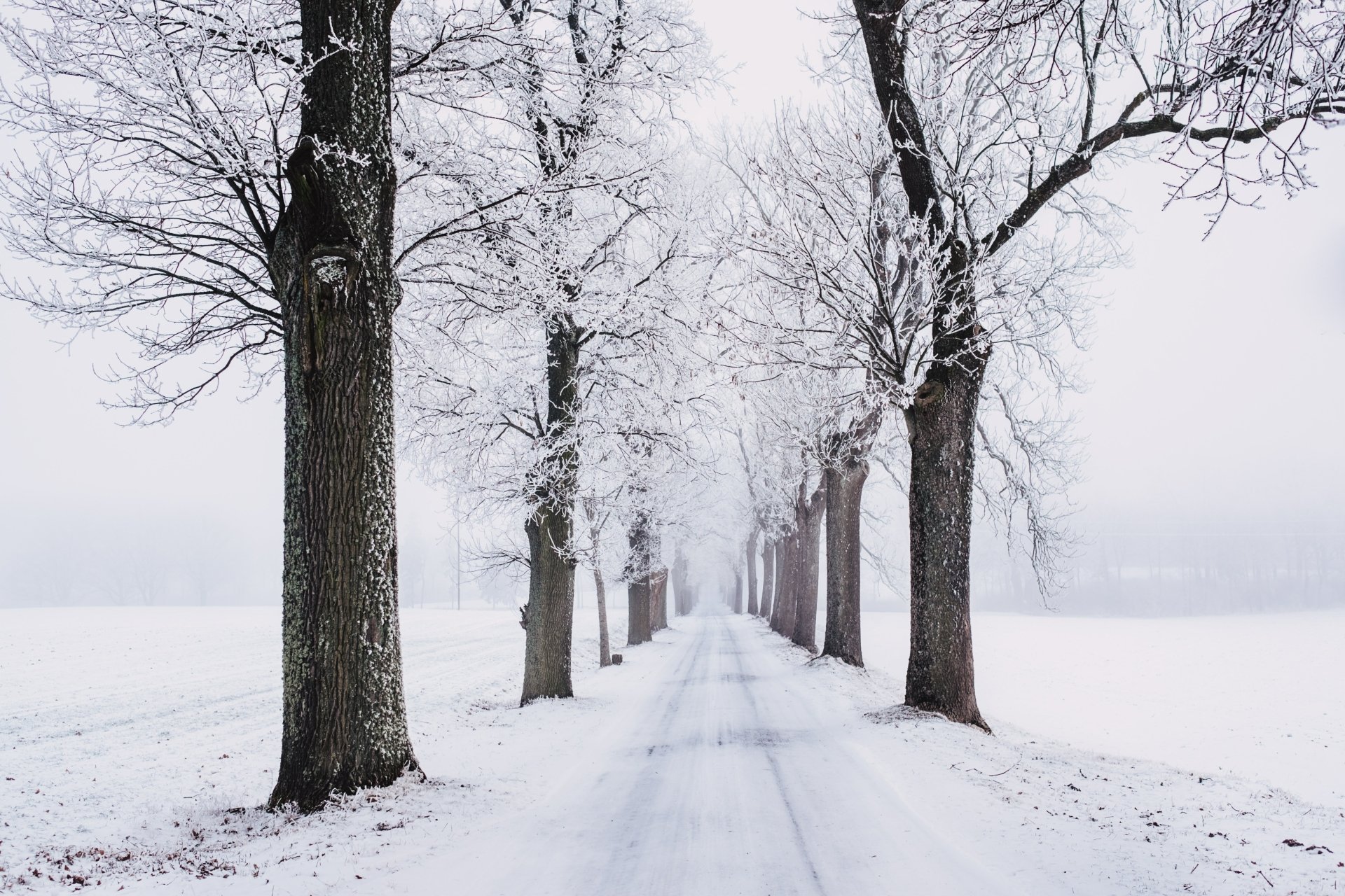 Snow-covered tree-lined road stretches into a misty winter landscape, captured in stunning 4K Ultra HD for a serene nature PC desktop wallpaper.