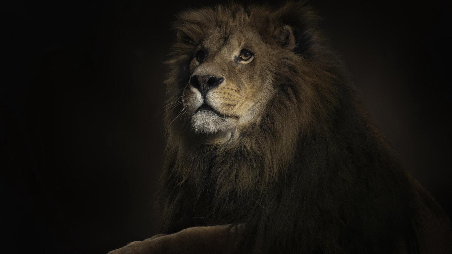 1160 Lion Hd Wallpapers Background Images Wallpaper Abyss