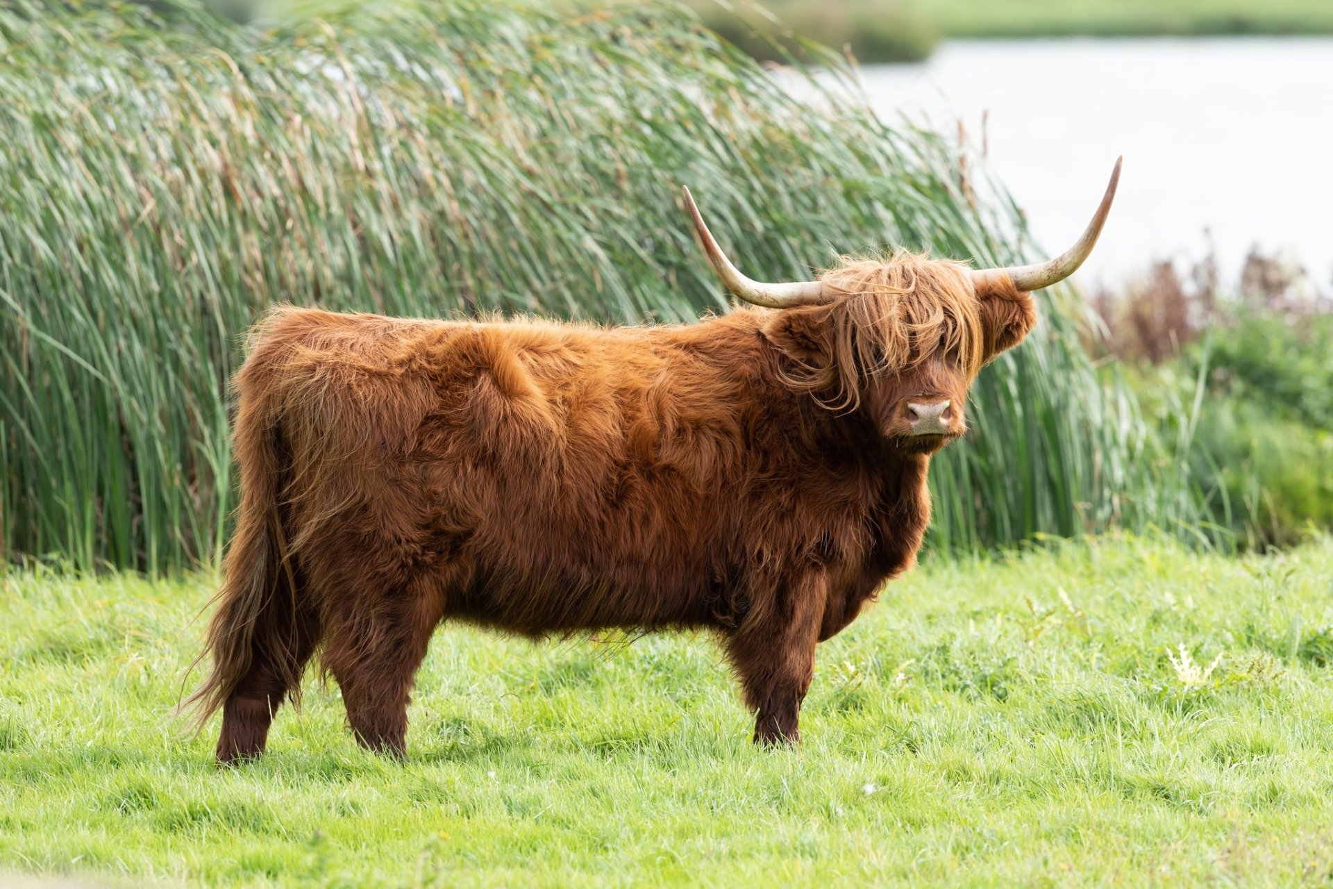 HD PC desktop wallpaper: brown long-haired Highland cow standing on green grass with reed-bed background.
