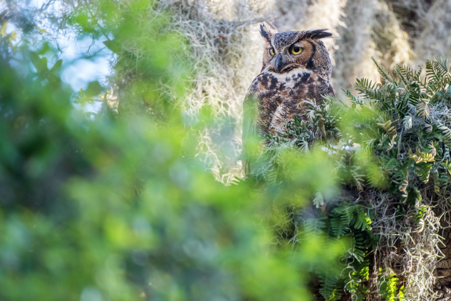 Download Bird Owl Animal Great Horned Owl HD Wallpaper
