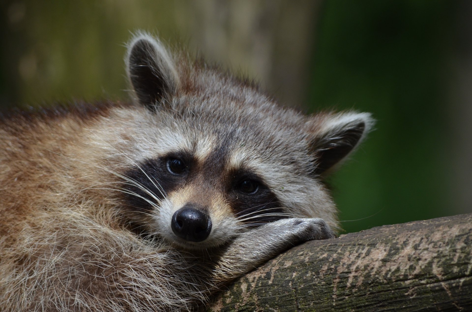 Download Animal Raccoon 4k Ultra HD Wallpaper