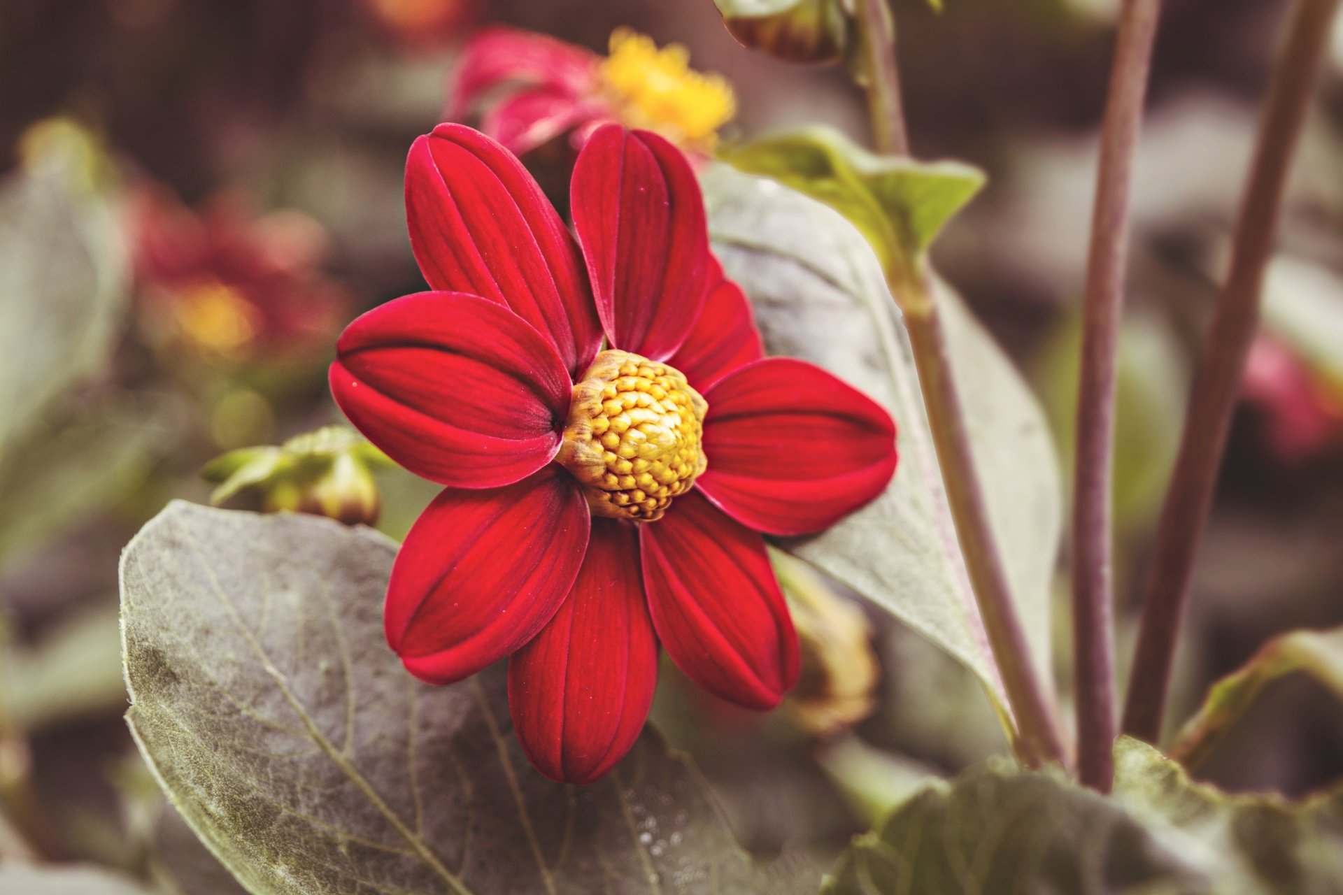 Download Red Flower Nature Flower 4k Ultra HD Wallpaper