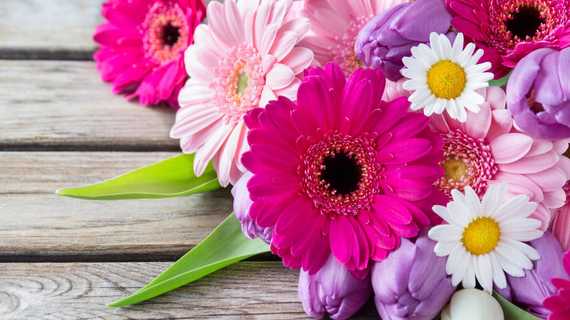 Download Purple Flower Pink Flower White Flower Tulip Camomile Gerbera Man Made Flower 4k Ultra HD Wallpaper