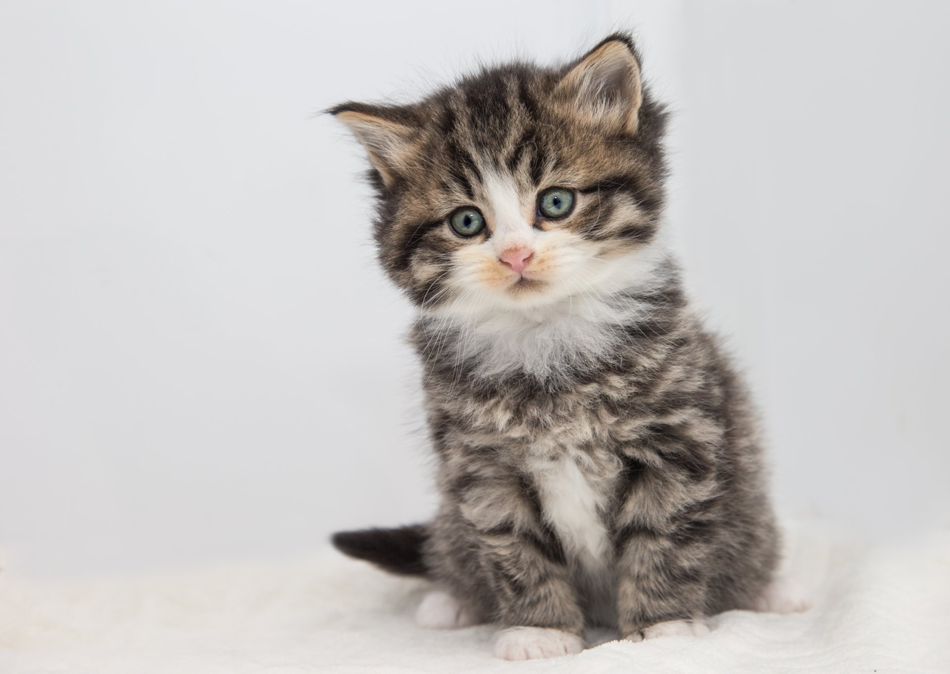 Download Baby Animal Kitten Animal Cat 4k Ultra HD Wallpaper