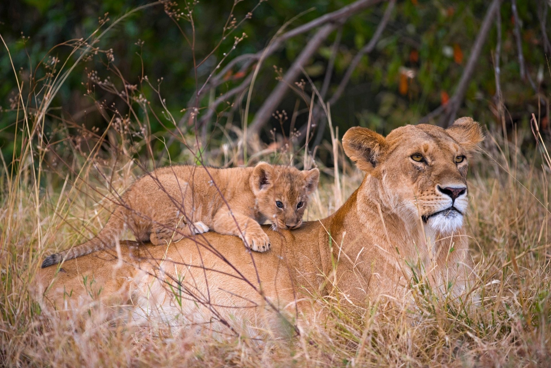 HD desktop wallpaper featuring a lioness resting in the grass with her cub lying on her back, showcasing the bond between baby animals in the wild.