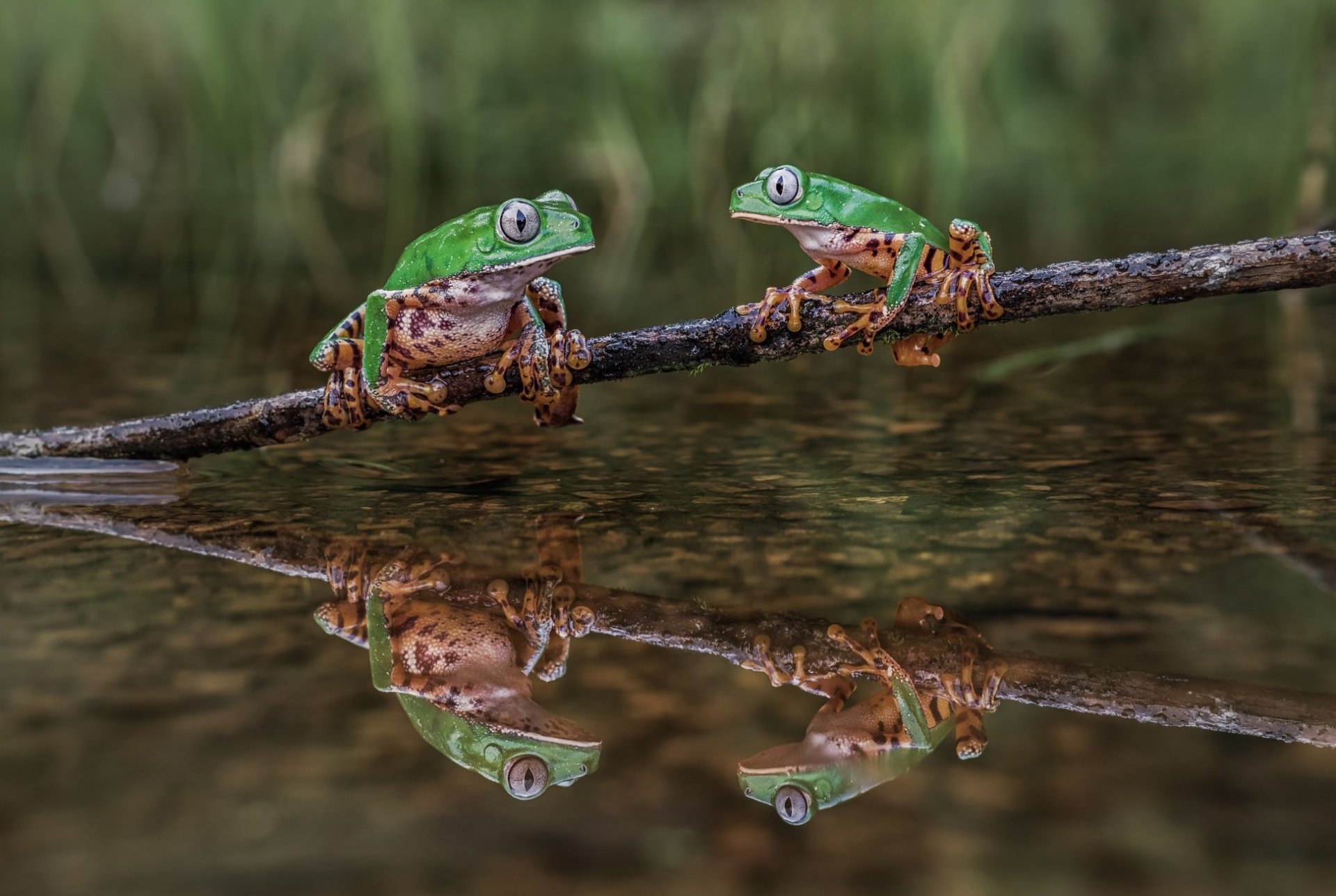Two vibrant frogs perched on a branch above a pond, their clear reflections visible in the still water, captured in a high-definition amphibian desktop wallpaper.