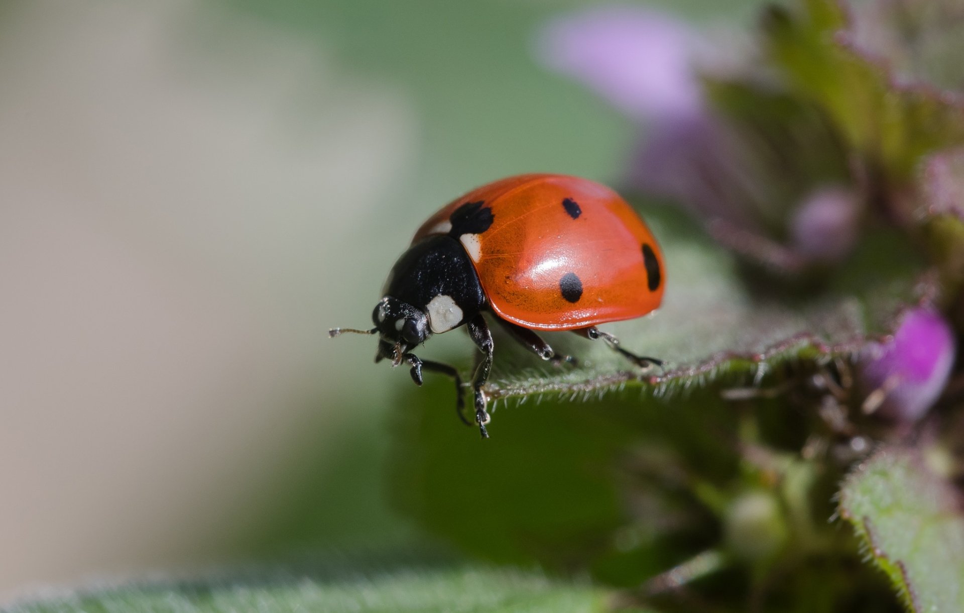 Download Macro Insect Animal Ladybug HD Wallpaper