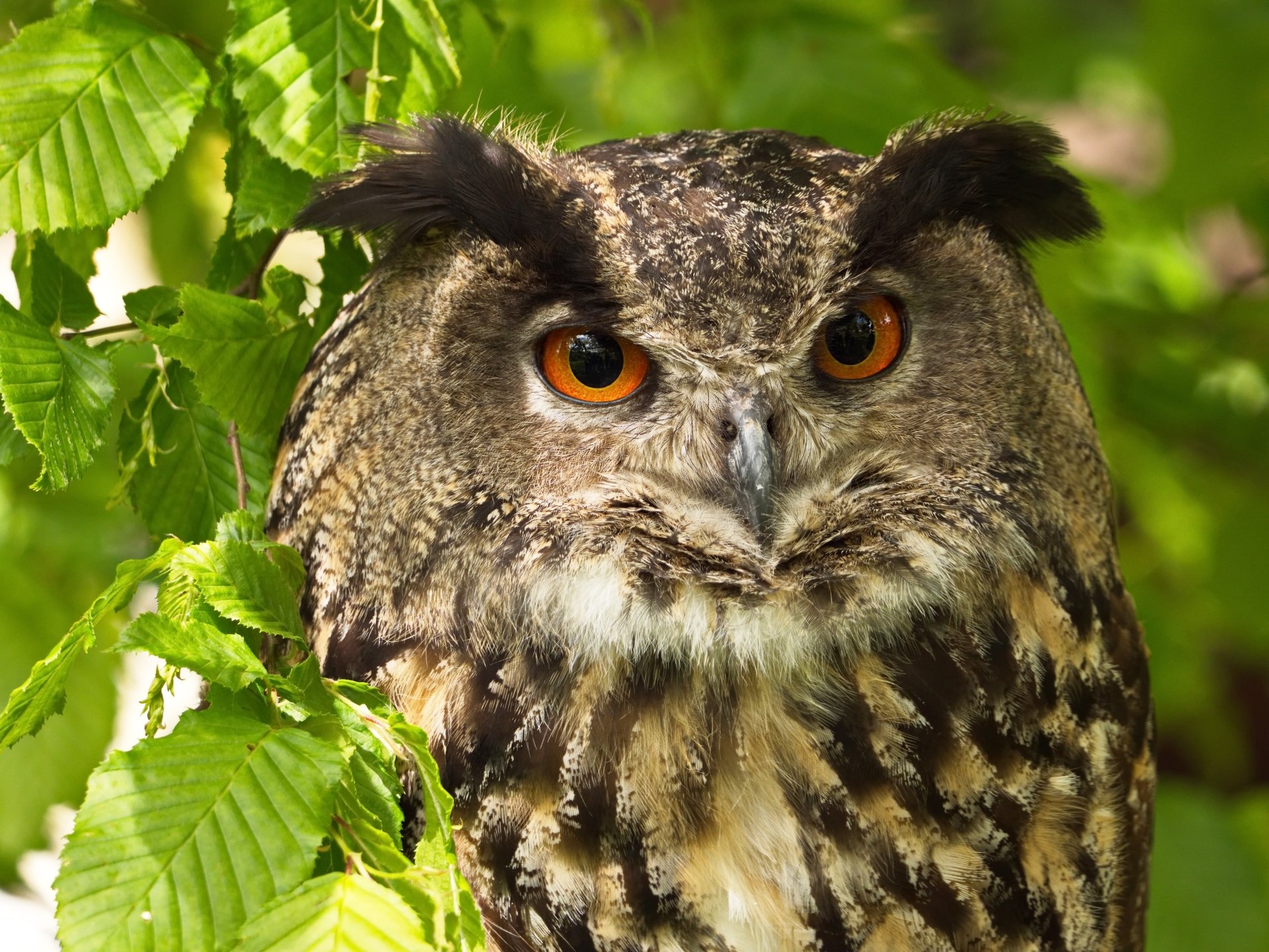 Eule 5k Retina Ultra HD Wallpaper Hintergrund 5184x3888 ID