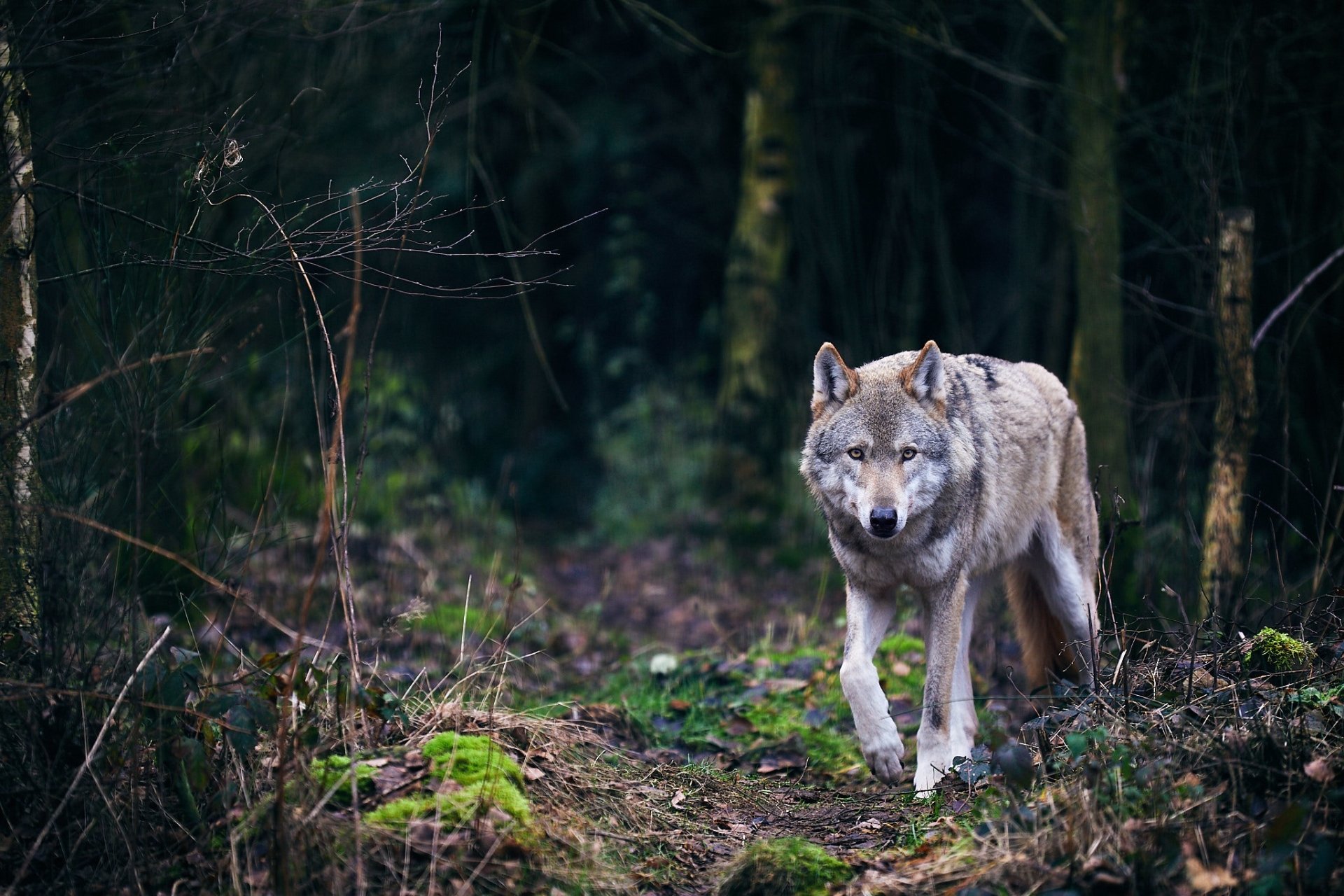 Download Animal Wolf HD Wallpaper