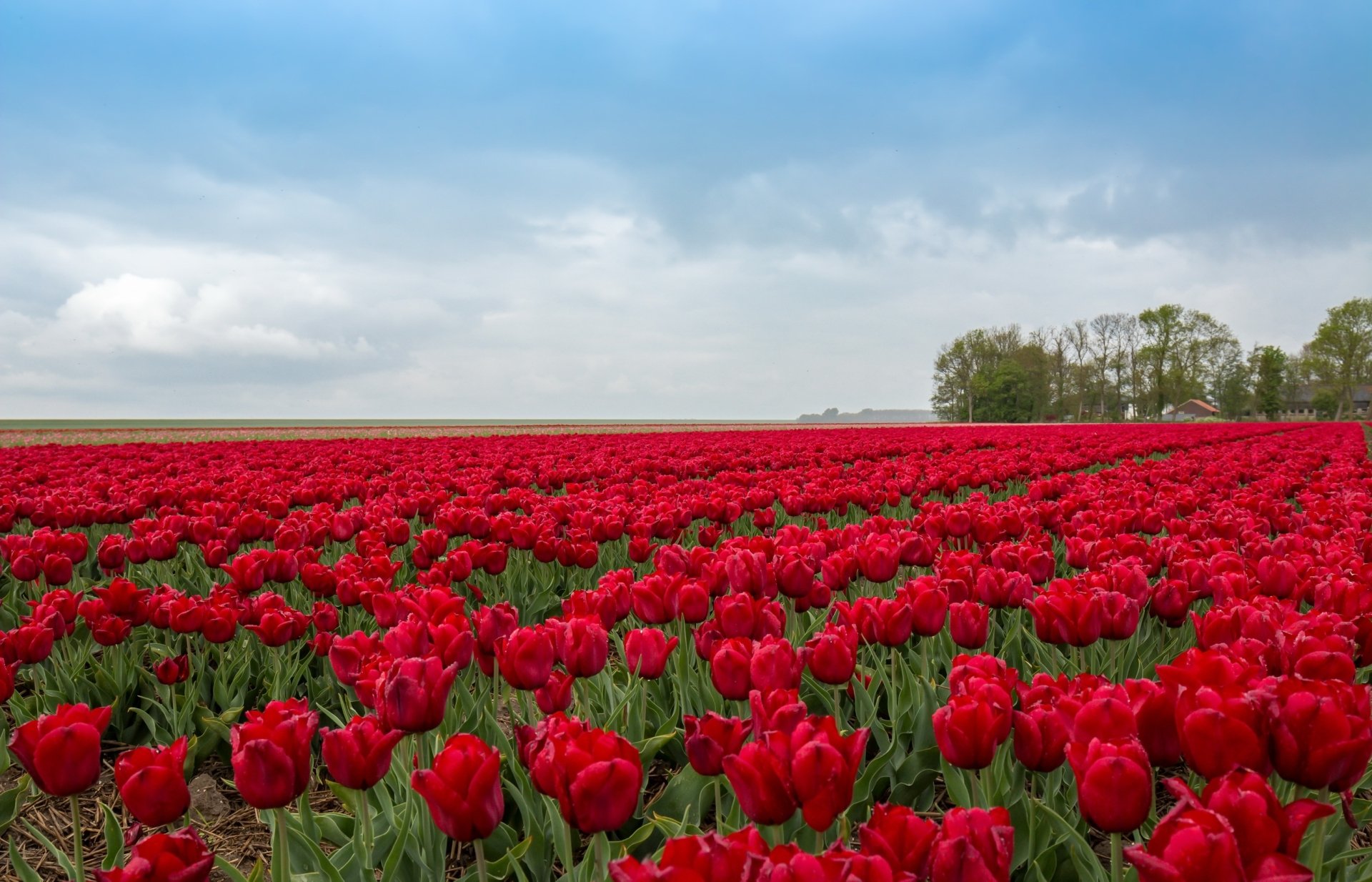 Download Red Flower Nature Flower Field Tulip HD Wallpaper | 2657x1707 ...