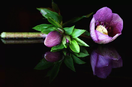 Close-up of a purple hellebore flower and buds with green leaves, reflecting on a glossy black surface, captured in HD for a nature-inspired PC desktop wallpaper background.