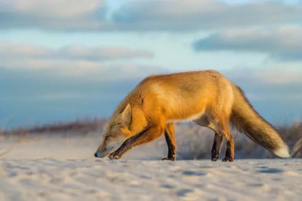 HD desktop wallpaper of a fox walking on sandy terrain under a cloudy sky, showcasing the animal in its natural habitat.