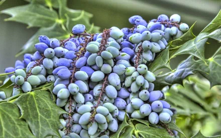 HD PC desktop wallpaper background showing close-up of olive-hued, blue-green grape clusters on glossy leaves — a food-themed still-life image.