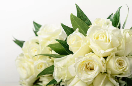 white rose flower nature rose HD Desktop Wallpaper | Background Image