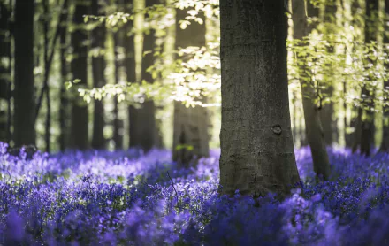 HD PC desktop wallpaper: sunlit forest floor carpeted with purple flowers around tree trunks, a vivid nature flower background.