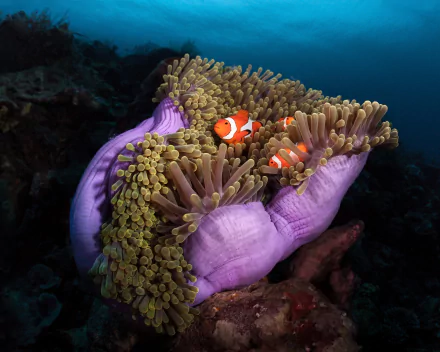 HD desktop wallpaper of a clownfish nestled in a vibrant purple sea anemone surrounded by coral, capturing a serene underwater scene.