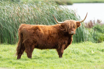 HD PC desktop wallpaper: brown long-haired Highland cow standing on green grass with reed-bed background.
