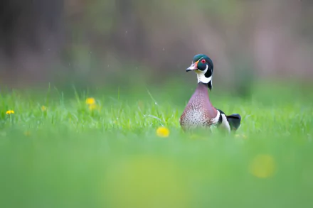 duck Animal wood duck HD Desktop Wallpaper | Background Image