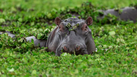 Animal hippo HD Desktop Wallpaper | Background Image