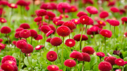 nature red flower flower HD Desktop Wallpaper | Background Image