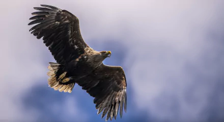 bird of prey eagle bird Animal Steller's Sea Eagle HD Desktop Wallpaper | Background Image