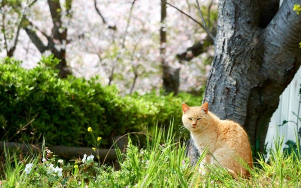 Animal Cat Cats HD Wallpaper | Background Image