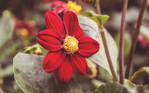 Nature Flower Flowers Red Flower HD Wallpaper | Background Image