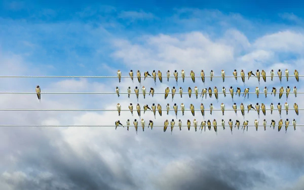  Birds on Telephone Wires